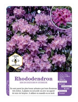 RHODODENDRON HYBRIDE (mauve)