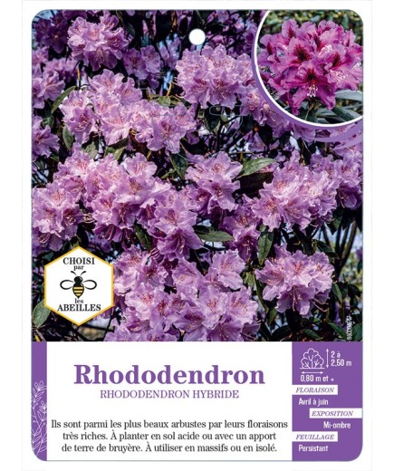 RHODODENDRON HYBRIDE (mauve)