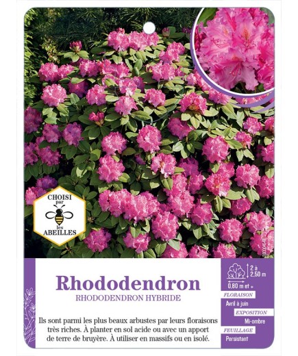 RHODODENDRON HYBRIDE (rose foncé)