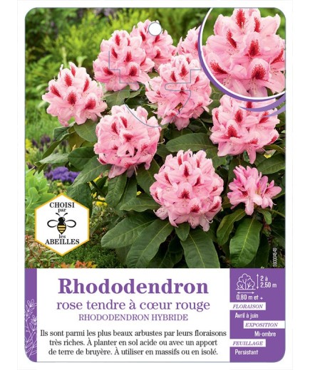 RHODODENDRON HYBRIDE (rose tendre à cœur rouge)