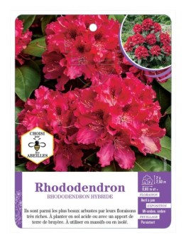 RHODODENDRON HYBRIDE (rouge vif)