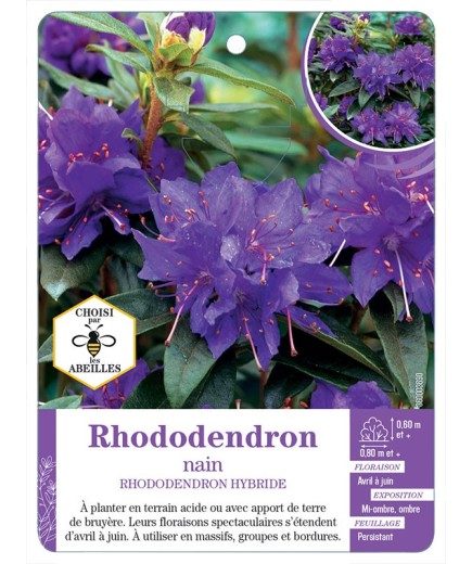 RHODODENDRON HYBRIDE nain (bleu)