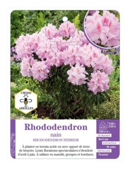 RHODODENDRON HYBRIDE nain (rose clair)