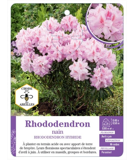 RHODODENDRON HYBRIDE nain (rose clair)