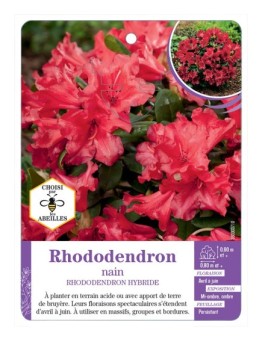 RHODODENDRON HYBRIDE nain (rouge)