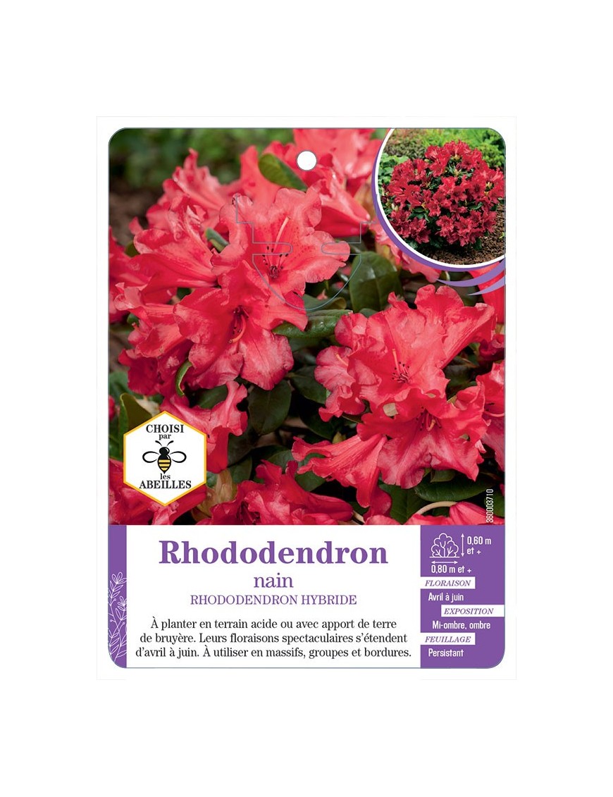 RHODODENDRON HYBRIDE nain (rouge)