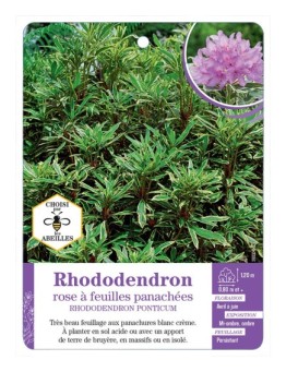 RHODODENDRON PONTICUM rose à feuilles panachées