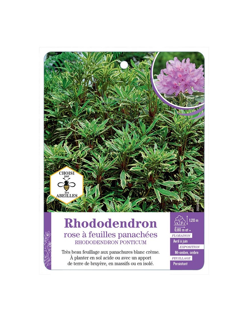 RHODODENDRON PONTICUM rose à feuilles panachées
