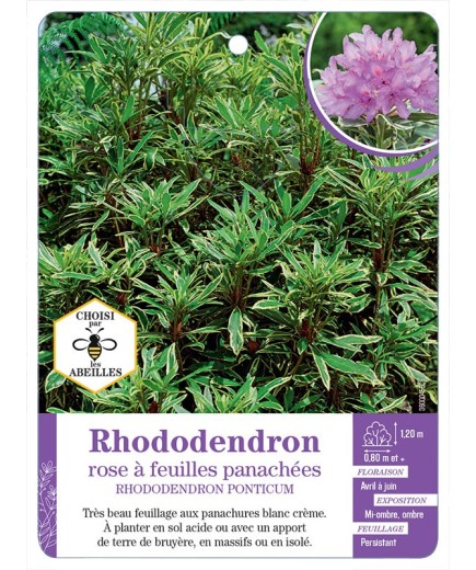 RHODODENDRON PONTICUM rose à feuilles panachées