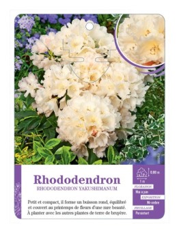 RHODODENDRON YAKUSHIMANUM (jaune pâle)