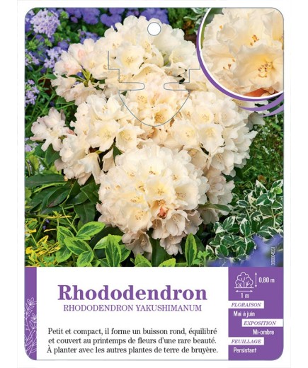 RHODODENDRON YAKUSHIMANUM (jaune pâle)