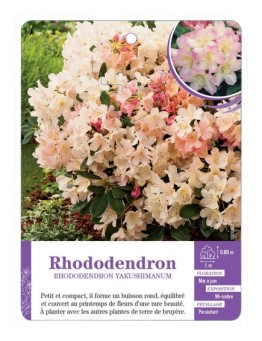 RHODODENDRON YAKUSHIMANUM (rose et pêche)