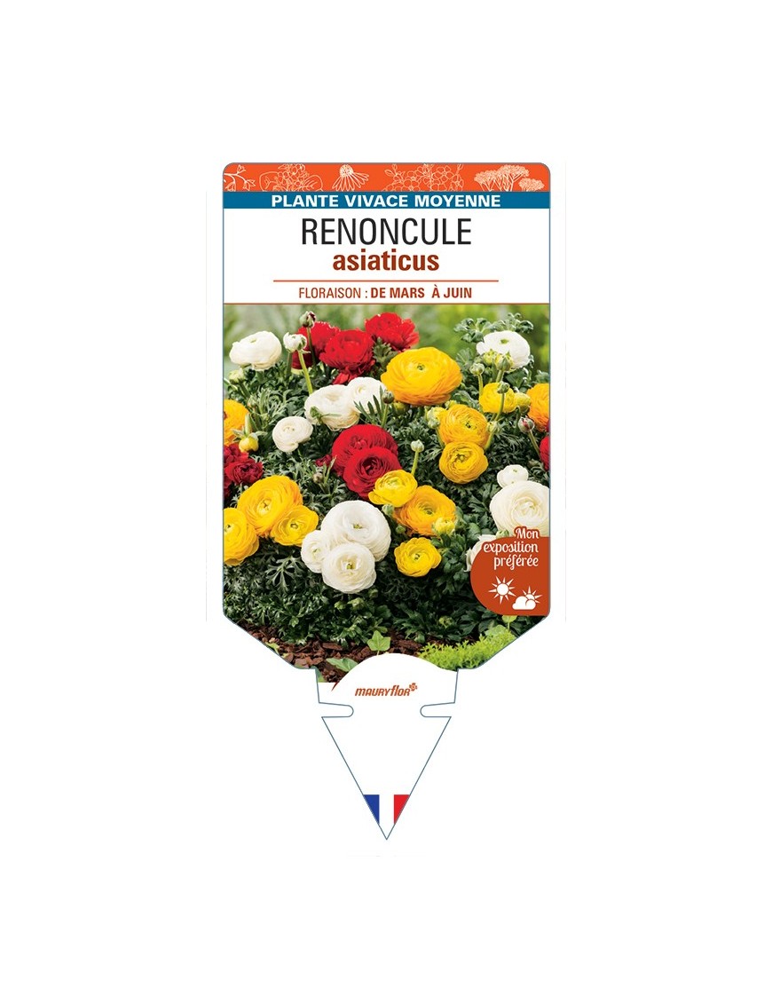 RANUNCULUS asiaticus voir Renoncule (varié)