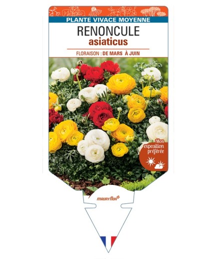 RANUNCULUS asiaticus voir Renoncule (varié)