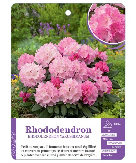RHODODENDRON YAKUSHIMANUM (rose tendre)