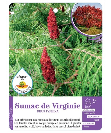 RHUS TYPHINA voir Sumac de Virginie