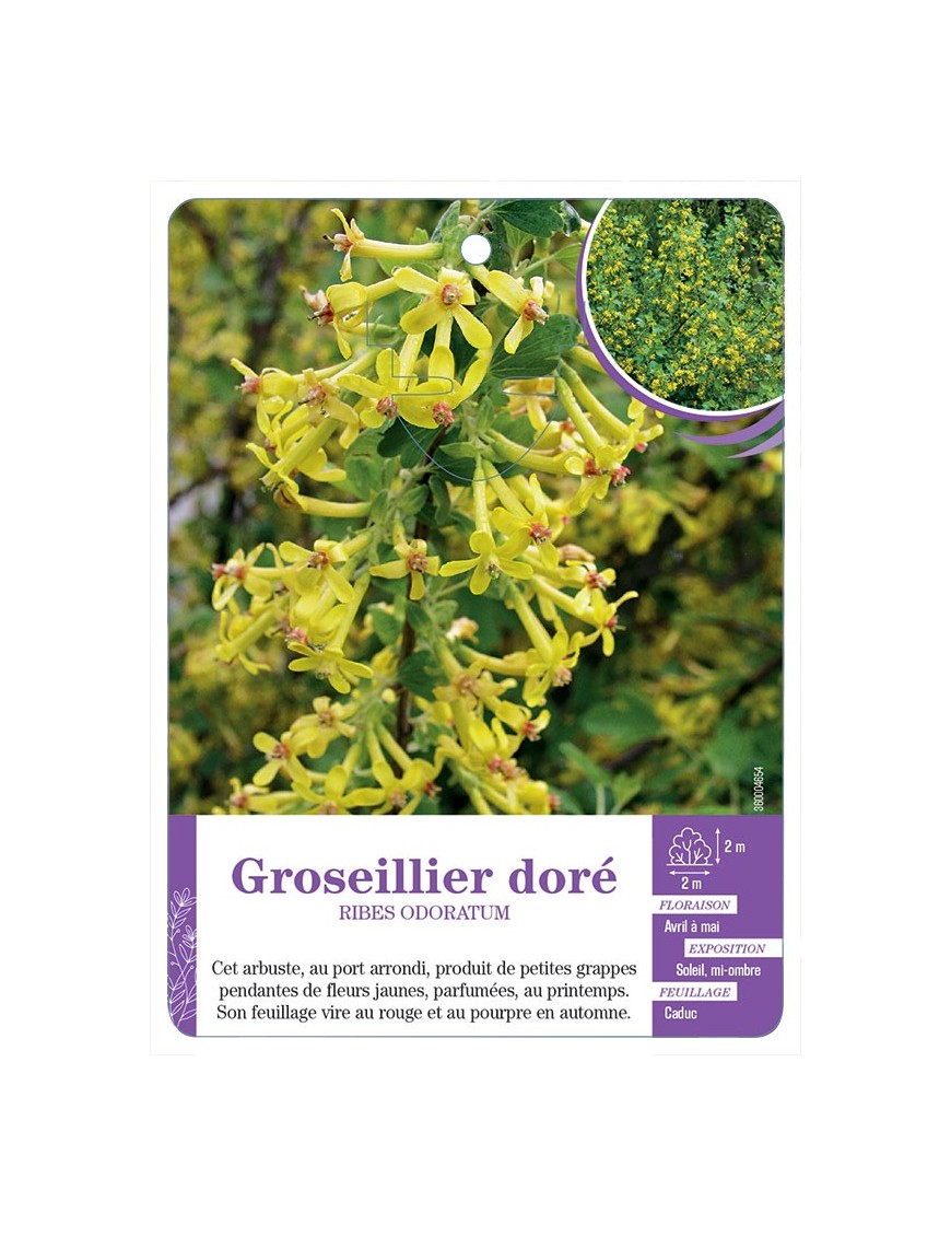 RIBES ODORATUM voir Groseillier doré