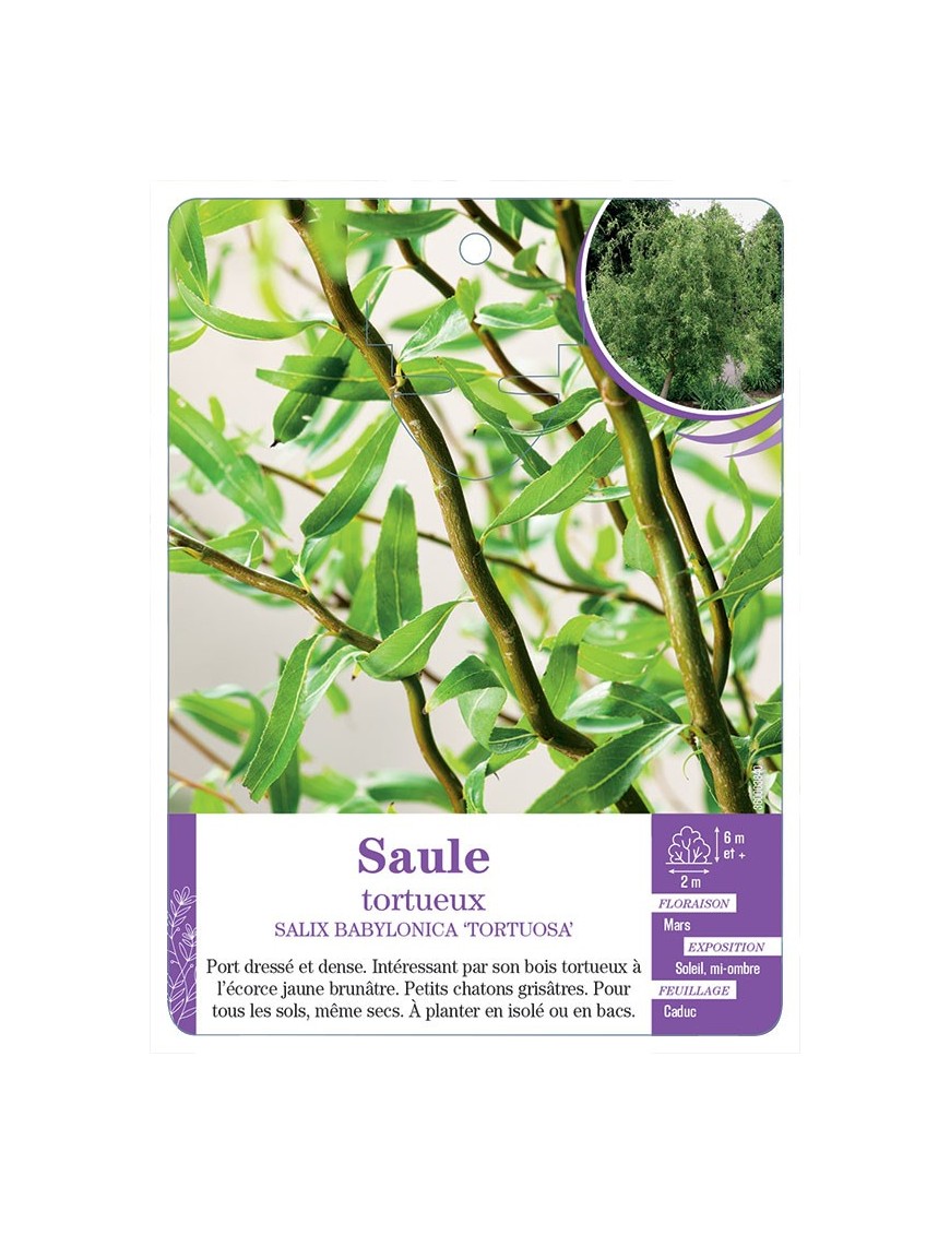SALIX BABYLONICA TORTUOSA voir Saule tortueux