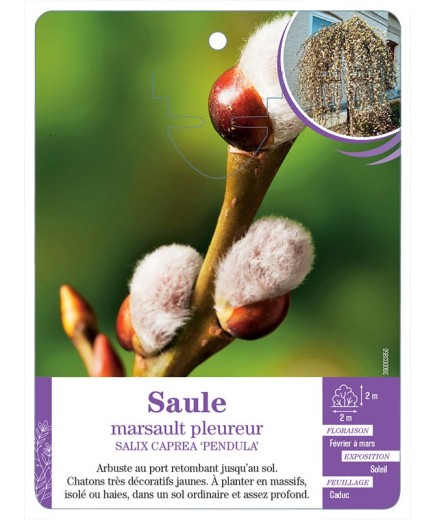 SALIX CAPREA PENDULA voir Saule marsault pleureur