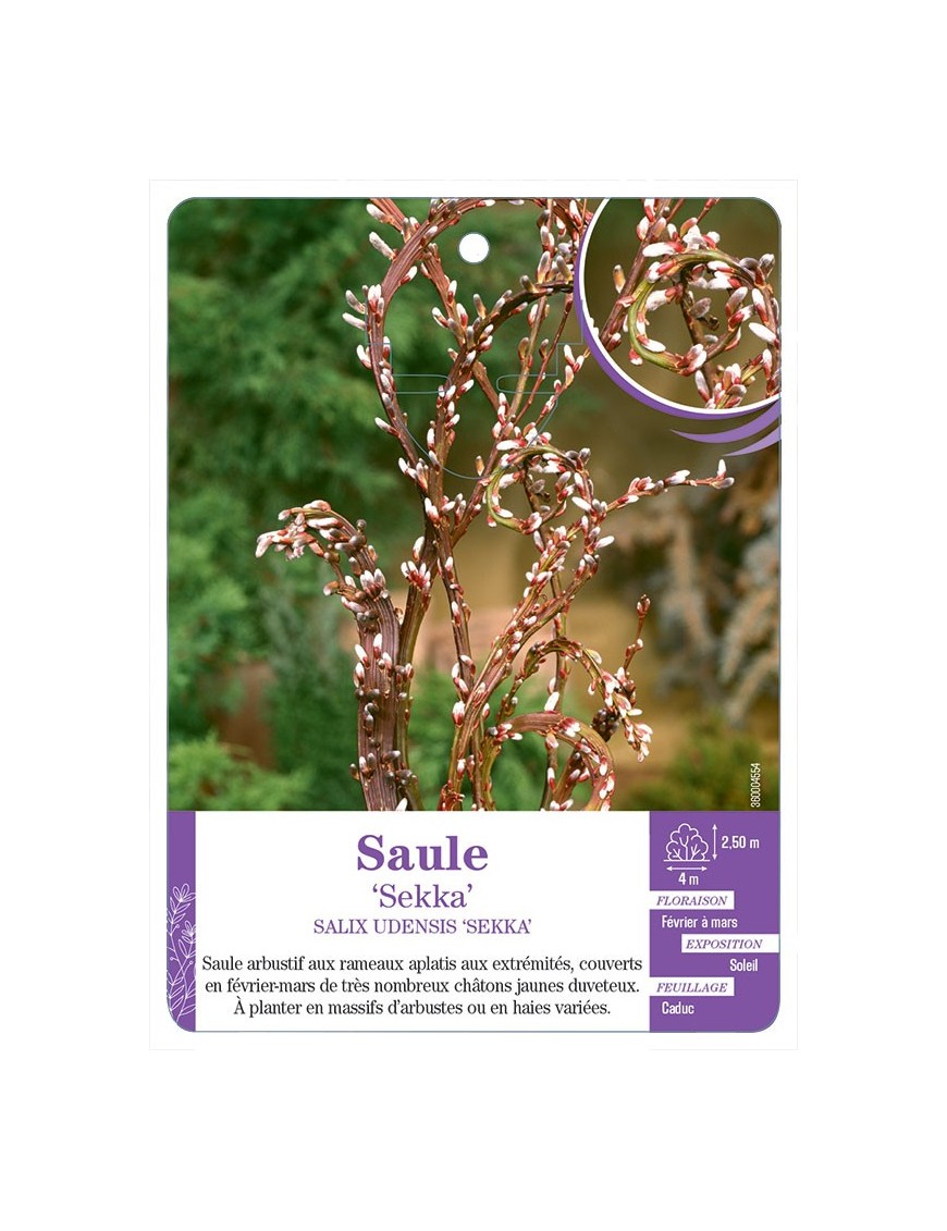 SALIX UDENSIS SEKKA voir Saule