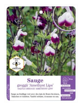 SALVIA GREGGII AMETHYST LIPS soir Sauge
