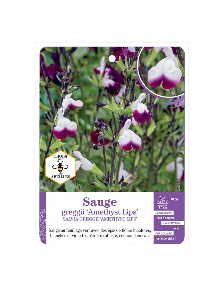 SALVIA GREGGII AMETHYST LIPS soir Sauge