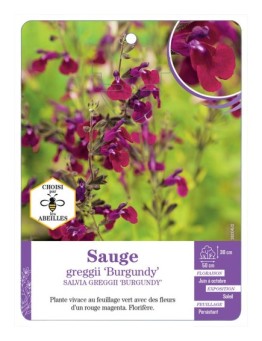 SALVIA GREGGII BURGUNDY voir Sauge (rouge foncé)