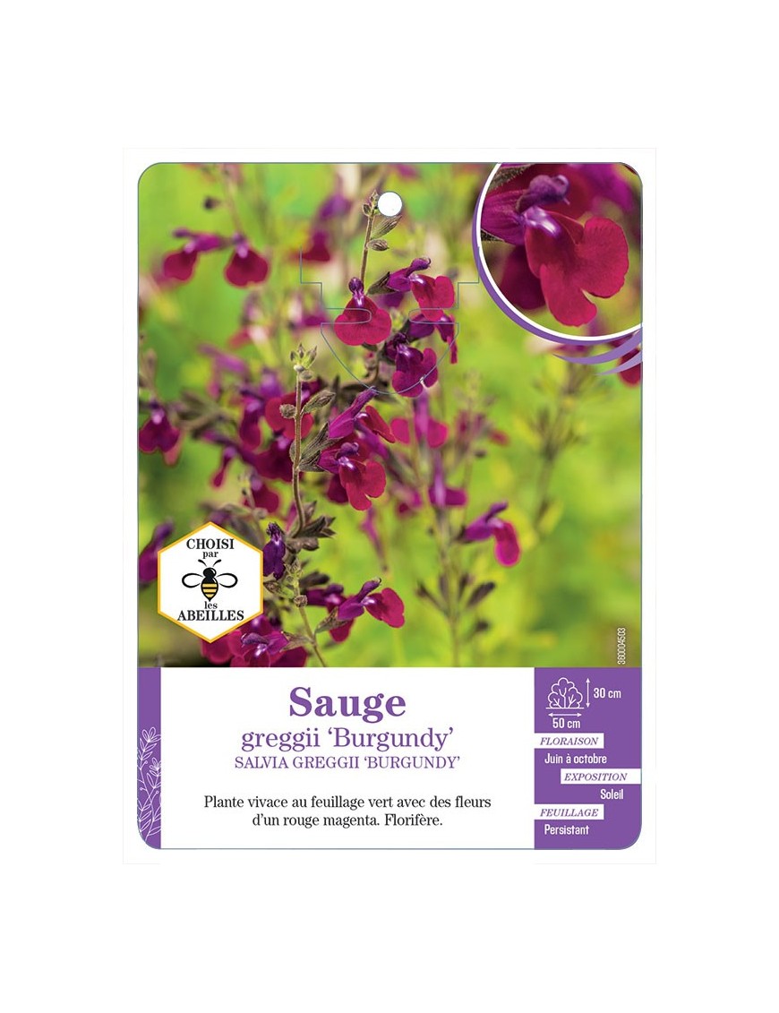 SALVIA GREGGII BURGUNDY voir Sauge (rouge foncé)