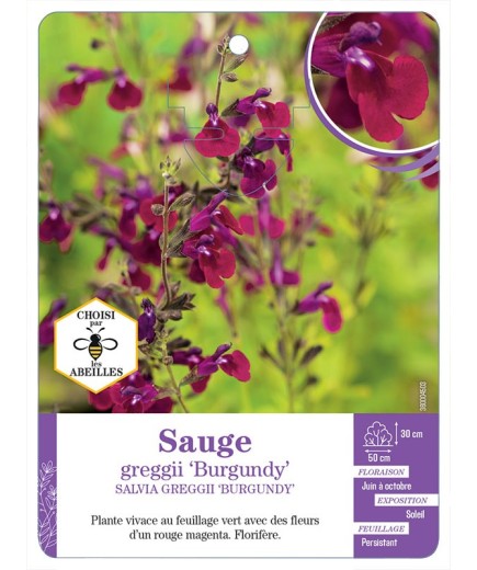 SALVIA GREGGII BURGUNDY voir Sauge (rouge foncé)