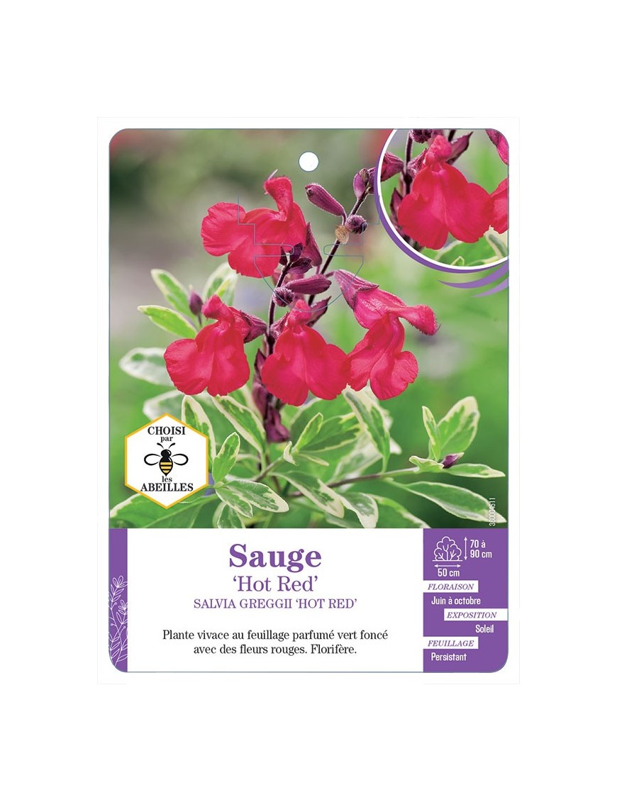 SALVIA GREGGII HOT RED voir Sauge