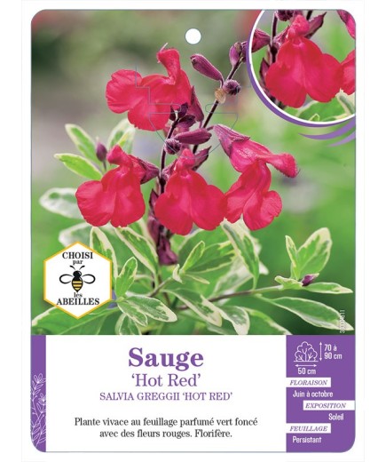 SALVIA GREGGII HOT RED voir Sauge