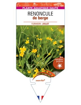 RANUNCULUS flammula voir Renoncule de berge