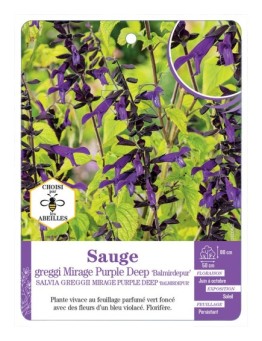 SALVIA GREGGII MIRAGE PURPLE DEEP BALMIRDEPUR voir Sauge