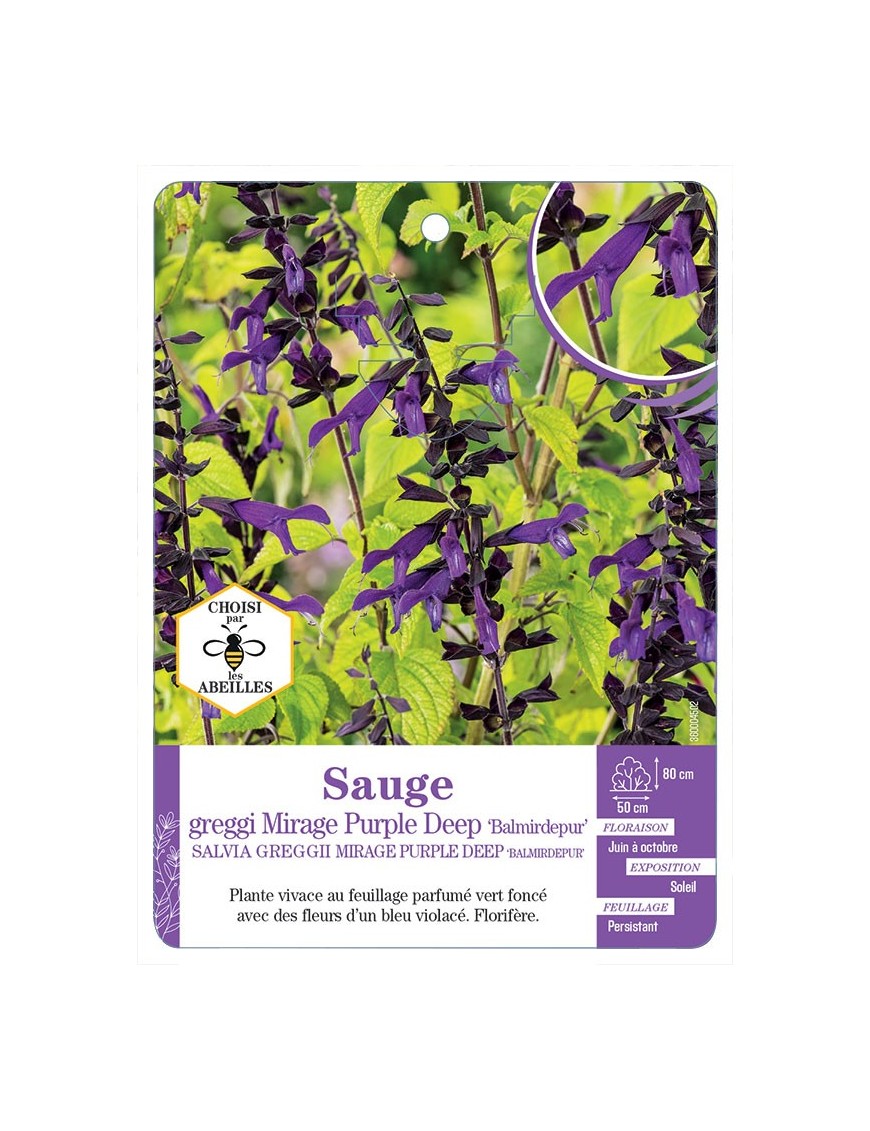 SALVIA GREGGII MIRAGE PURPLE DEEP BALMIRDEPUR voir Sauge