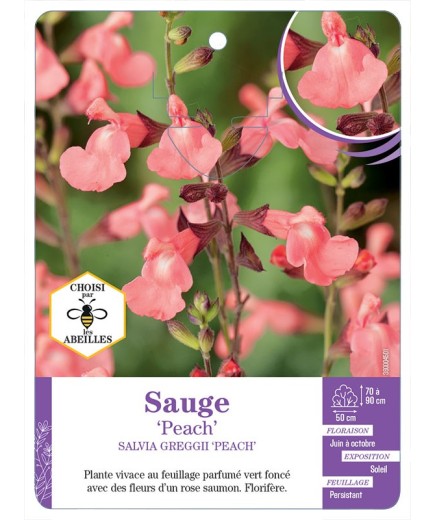 SALVIA GREGGII PEACH voir Sauge
