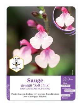 SALVIA GREGGII SOFT PINK voir Sauge