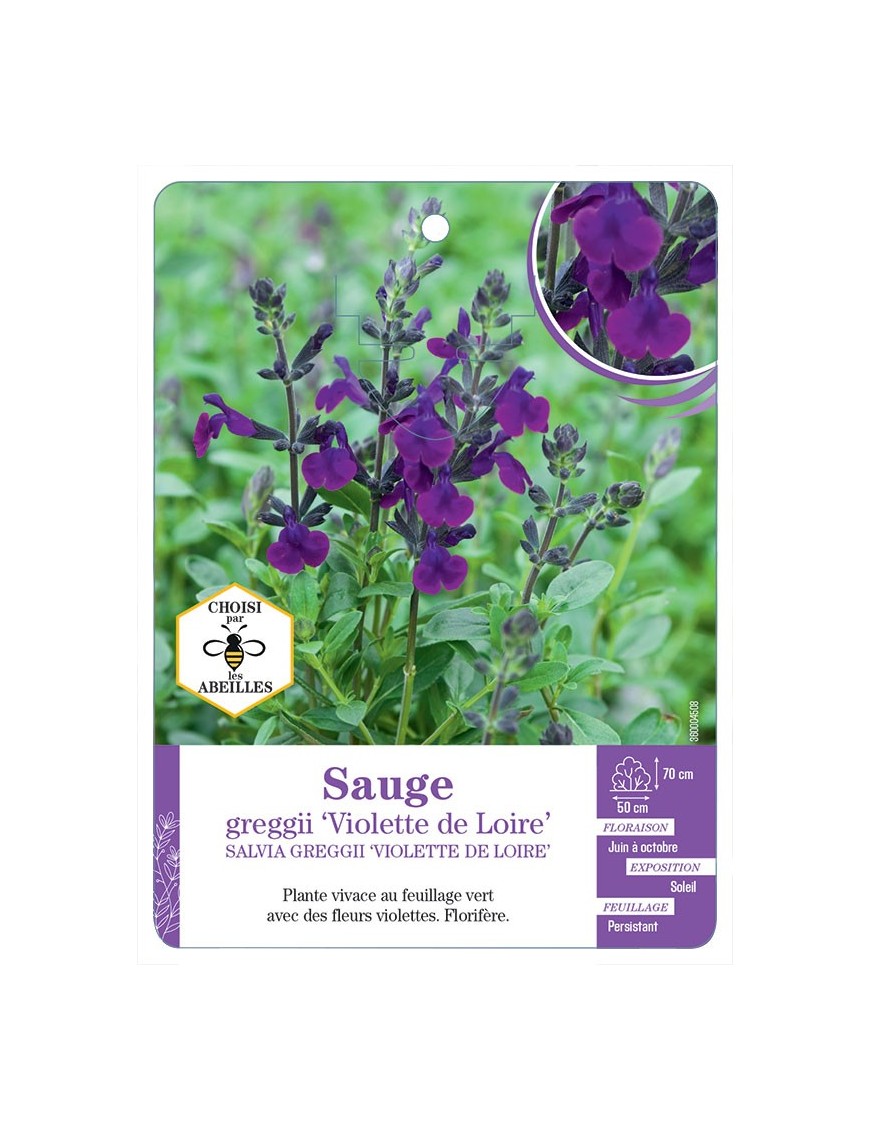 SALVIA GREGGII VIOLETTE DE LOIRE voir Sauge