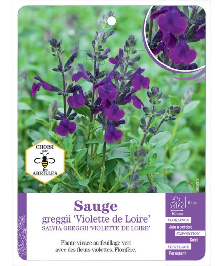 SALVIA GREGGII VIOLETTE DE LOIRE voir Sauge