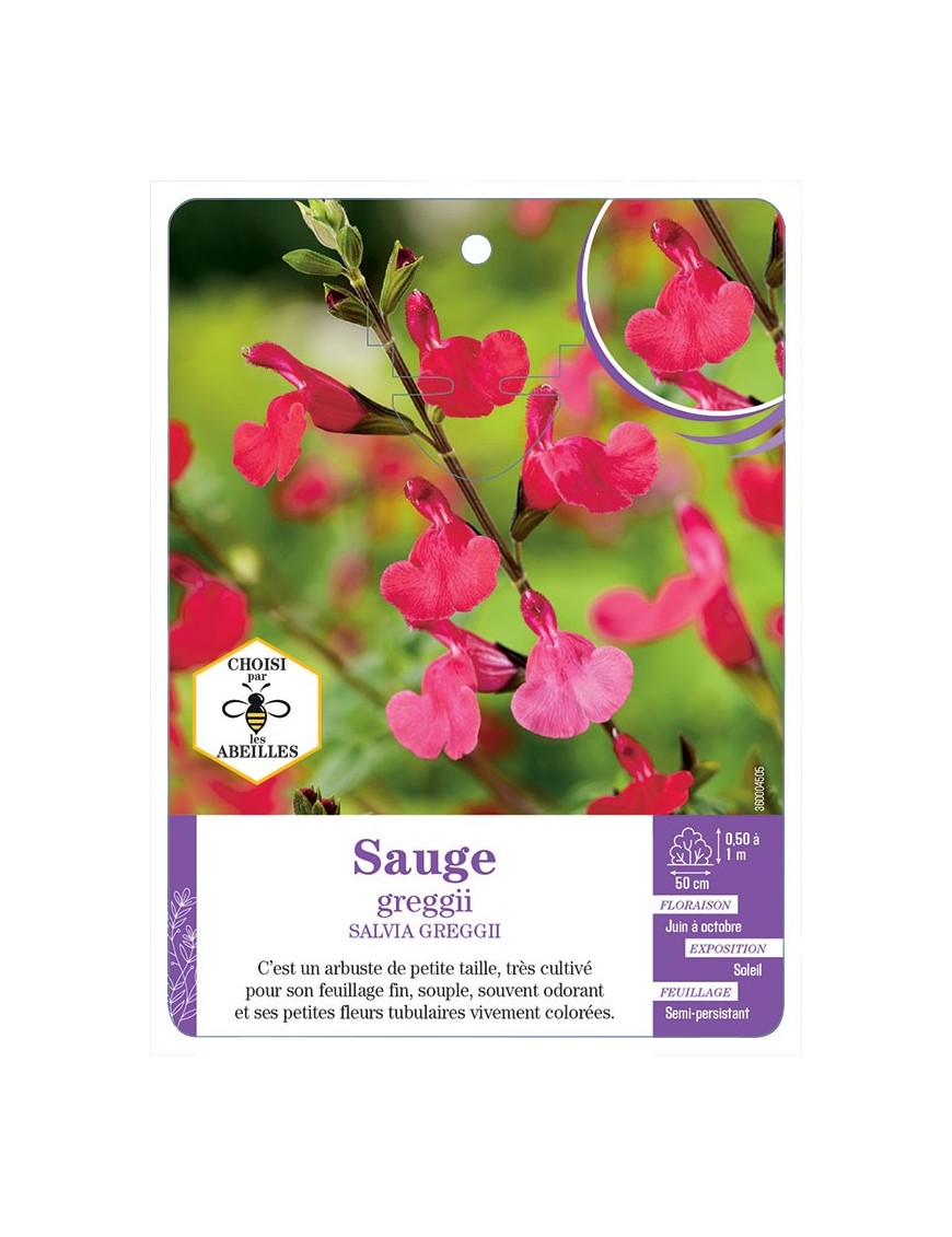 SALVIA GREGGII voir Sauge (rouge)