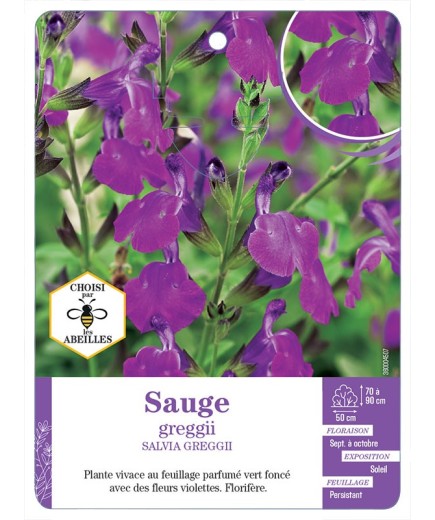 SALVIA GREGGII voir Sauge (violet)