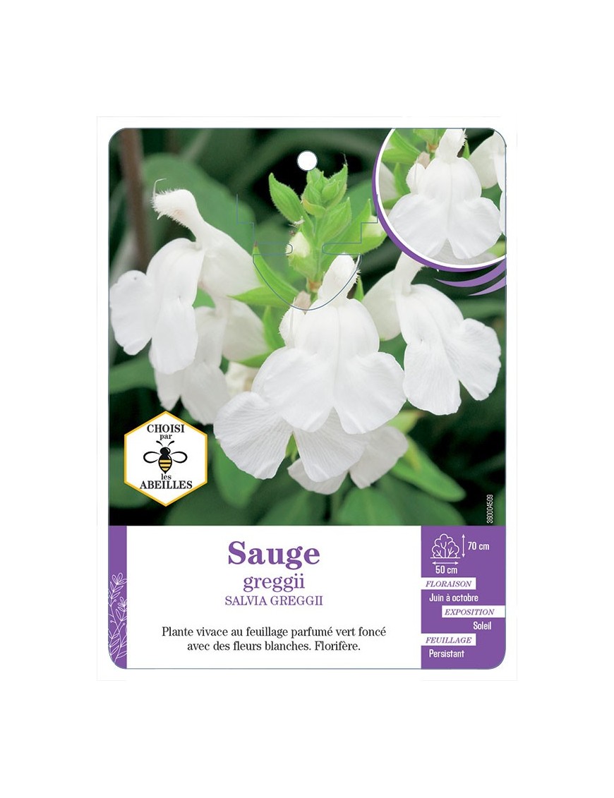 SALVIA GREGGIII voir Sauge (blanc)