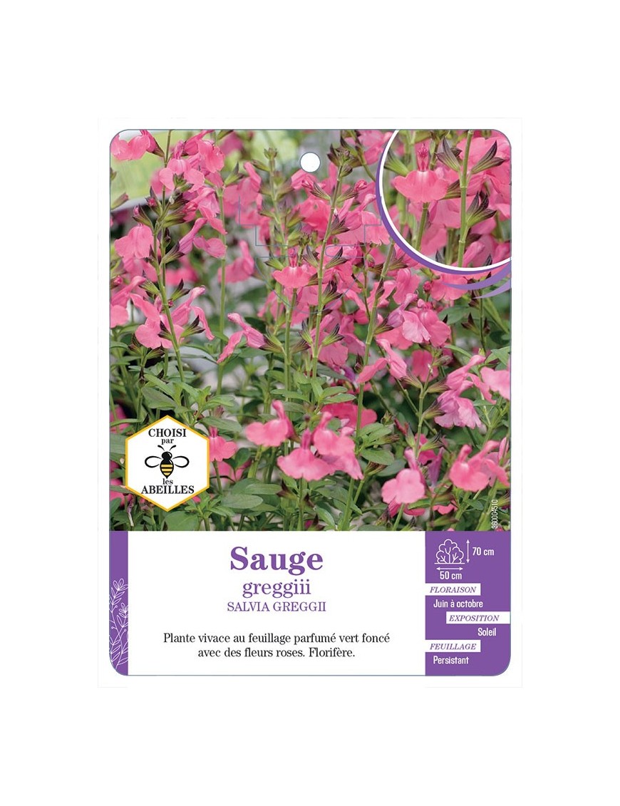 SALVIA GREGGIII voir Sauge (rose)
