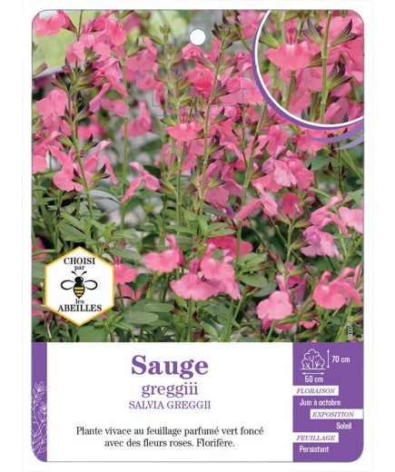 SALVIA GREGGIII voir Sauge (rose)