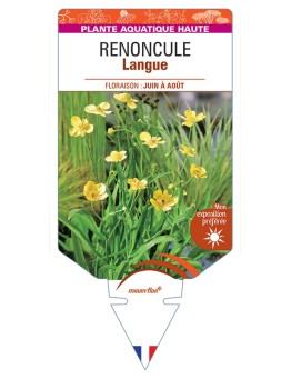 RANUNCULUS lingua voir Renoncule Langue