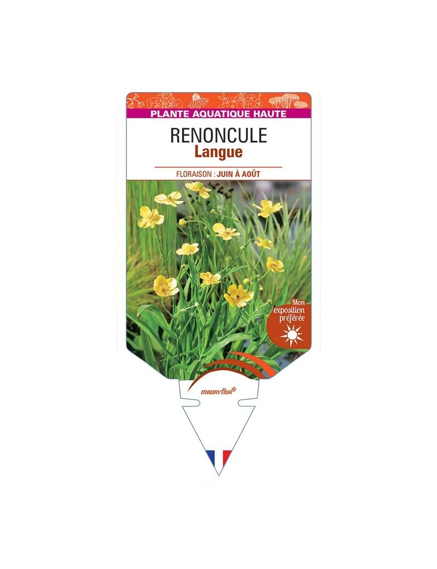 RANUNCULUS lingua voir Renoncule Langue