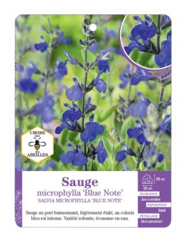 SALVIA MICROPHYLLA BLUE NOTE voir Sauge