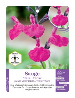 SALVIA MICROPHYLLA CERA POTOSI voir Sauge