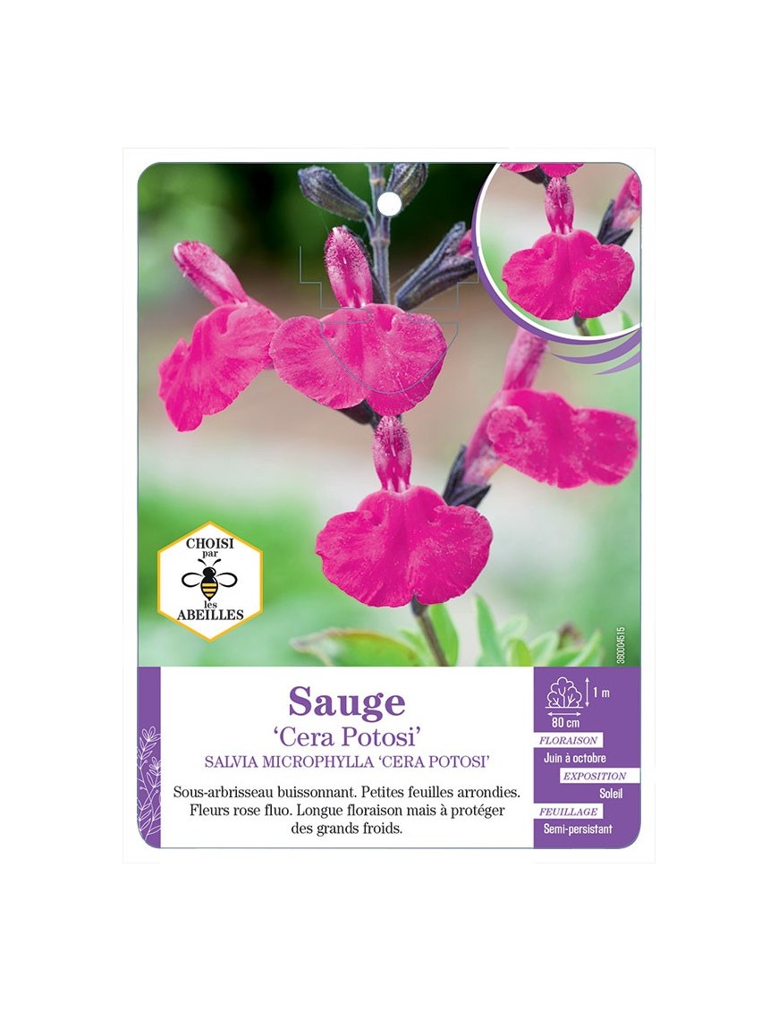 SALVIA MICROPHYLLA CERA POTOSI voir Sauge