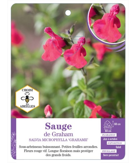 SALVIA MICROPHYLLA GRAHAMII voir Sauge de Graham