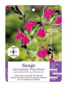 SALVIA MICROPHYLLA PINK BLUSH voir Sauge